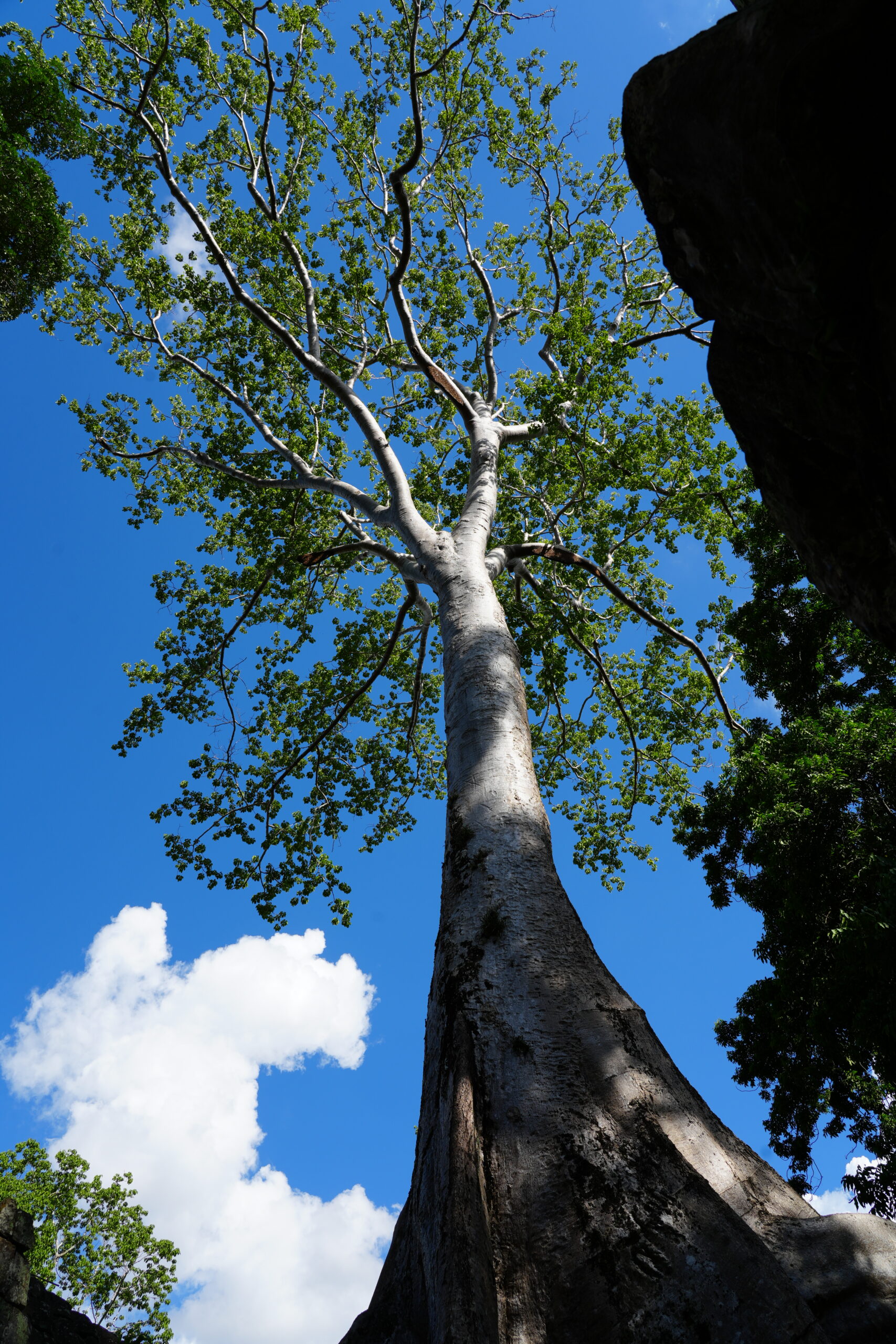 Canopy against blue sky