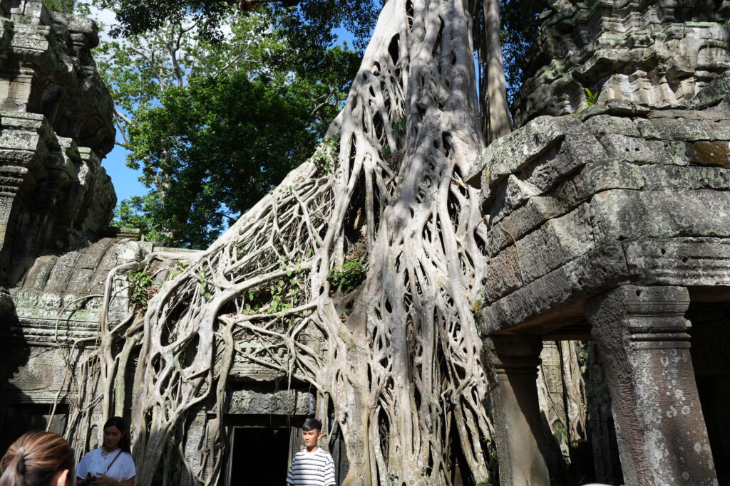Ta Prohm strangler-fig cascade