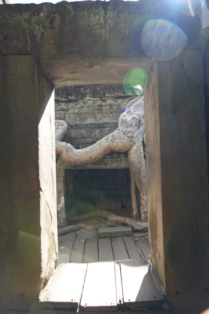 Root framed through doorway