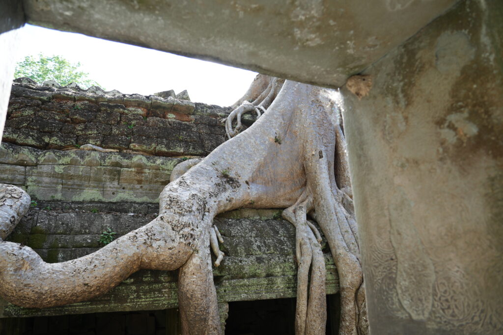 Root buttress detail