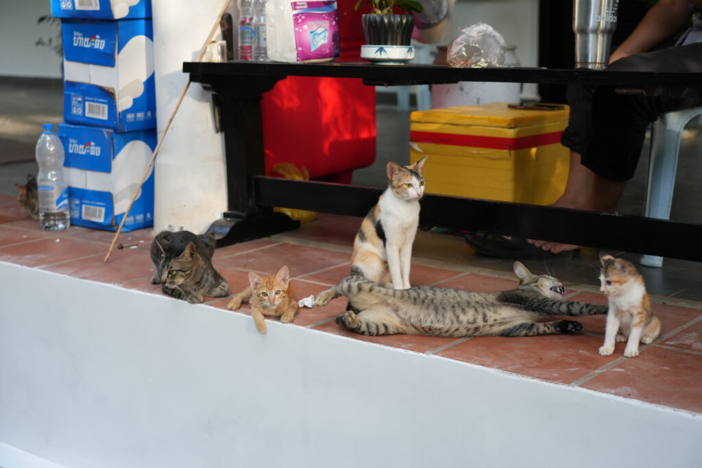 Stray cat family at food stall