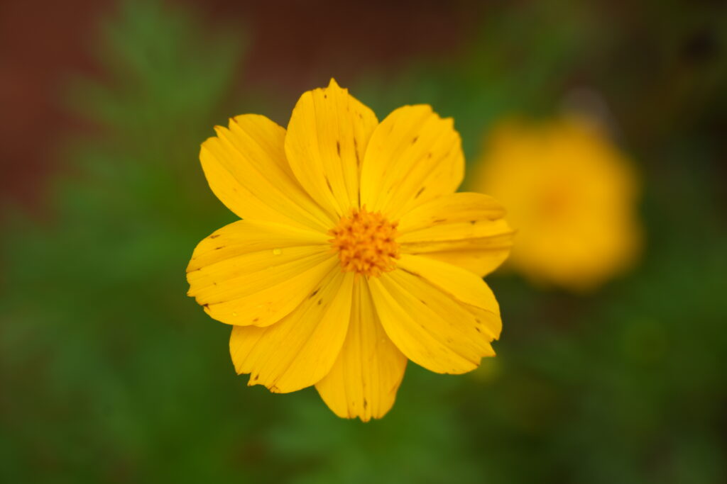 Yellow cosmos flower