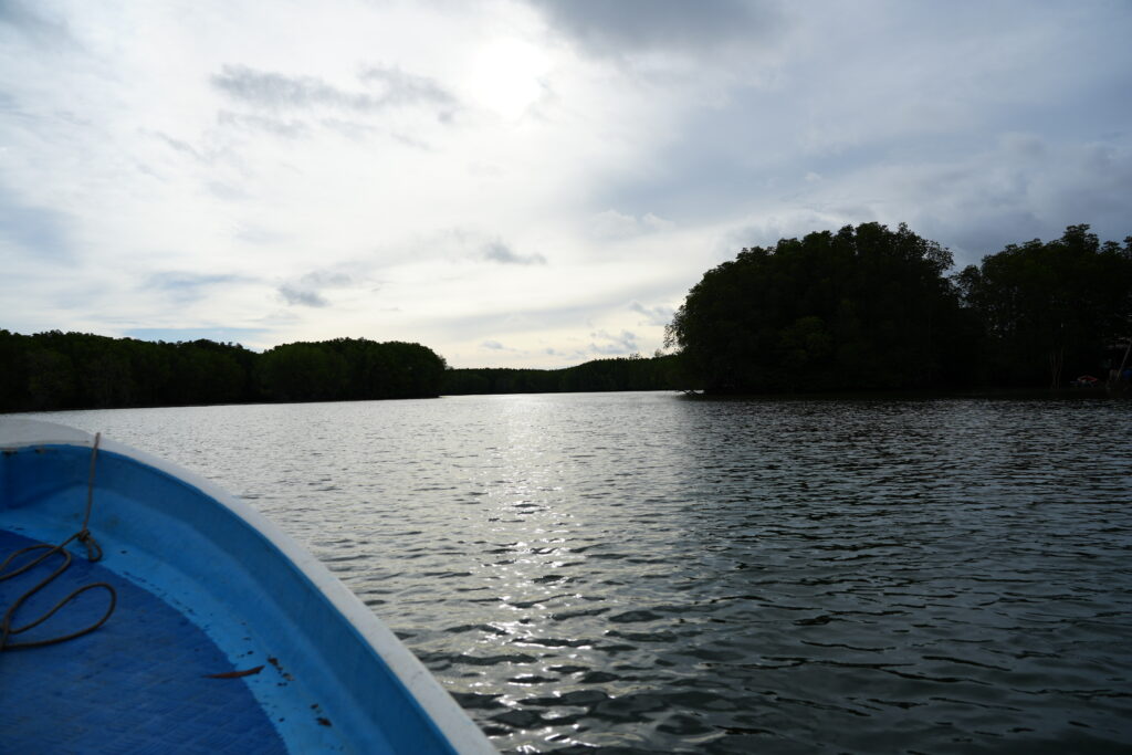 Sun over mangrove river