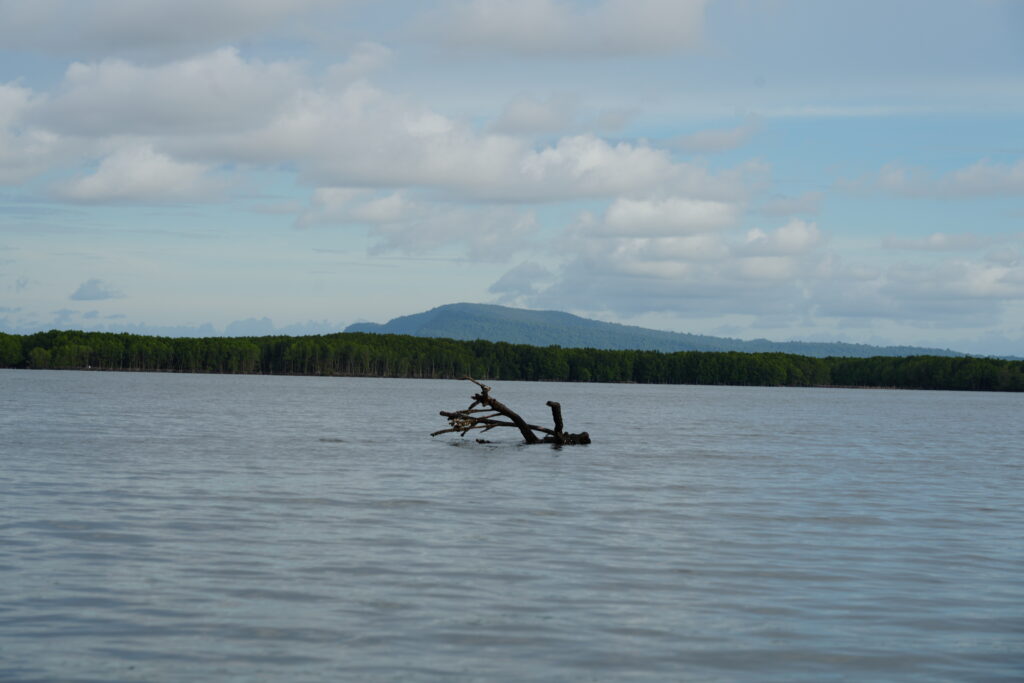 Longtail boat passing mangroves