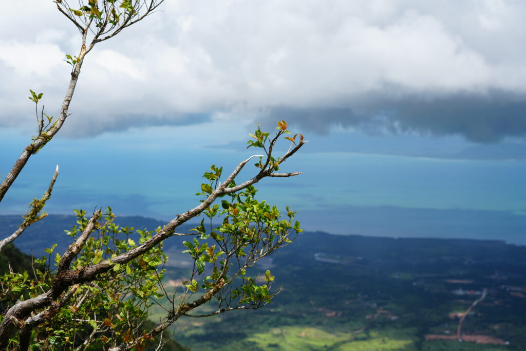 Fresh leaves over the gulf