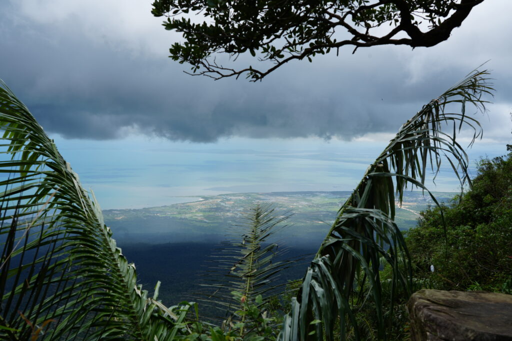 Foliage-framed coast vista