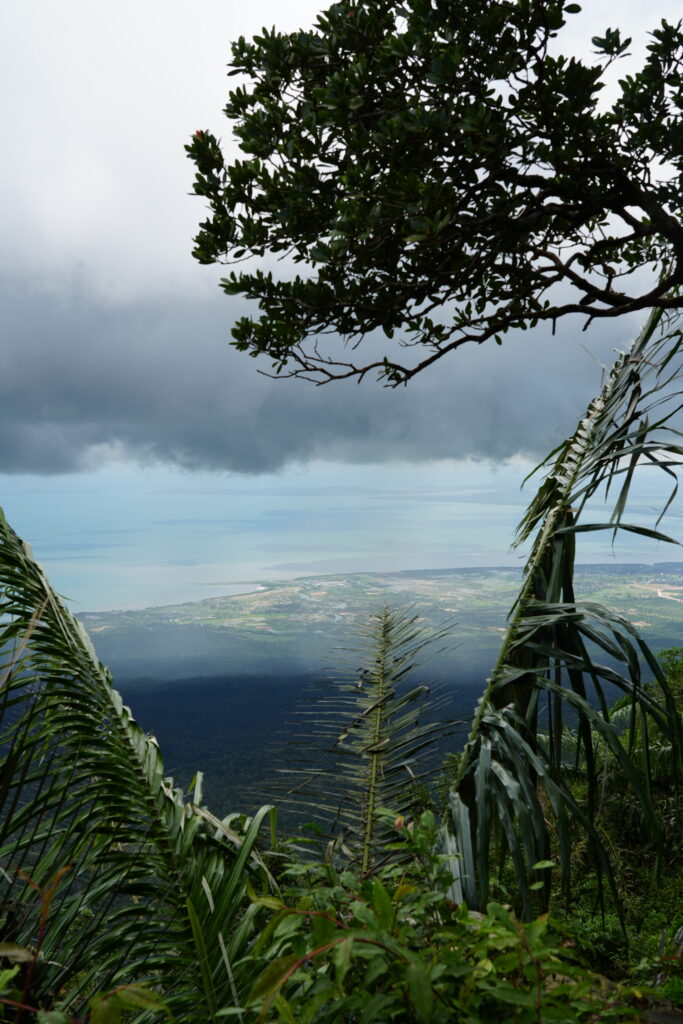 Cliff view framed by fronds
