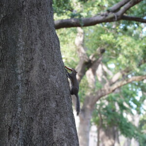 A squirrel on the deeply furrowed trunk of a southern live oak