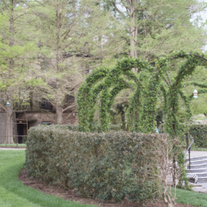 Clipped green arches rising above a hedge in a formal garden