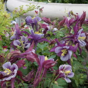 Purple and white columbine flowers in full spring bloom