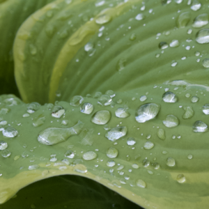 Rainwater beaded across the ribbed surface of a hosta leaf