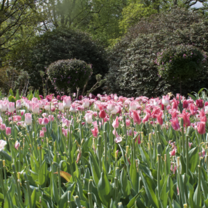 A dense field of pink and white tulips in spring