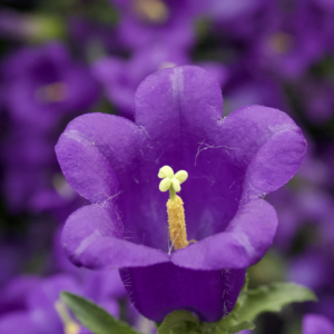 A single violet bellflower in sharp focus against a soft purple field