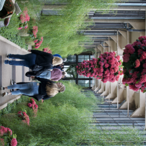 Visitors walking a conservatory corridor lined with hanging red blooms