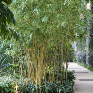 Tall golden bamboo culms in a conservatory planting