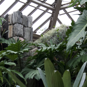 Broad tropical leaves and stone beneath an angular glass roof