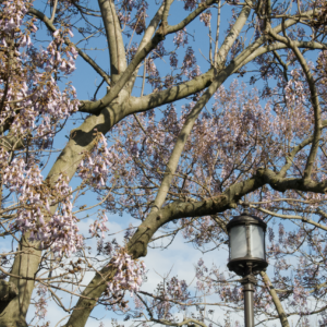 Blossom-laden branches of a plane tree against clear blue sky