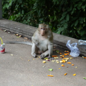 A long-tailed macaque sitting among scattered fruit and litter