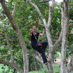 A person seated high in the limbs of a broad tree
