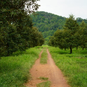 A red dirt track running between grass and young fruit trees