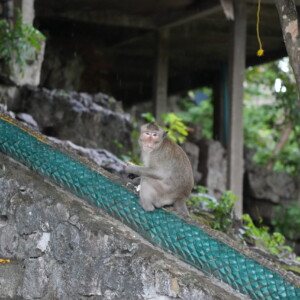 A macaque perched on a green tiled temple balustrade