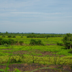 Flooded green grassland stretching to a low horizon
