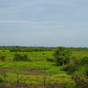 Scrub and standing water across a wide monsoon floodplain