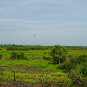 Green floodplain and scattered bushes under a pale sky
