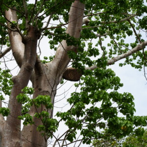 The pale trunk and green crown of a tall tree against the sky