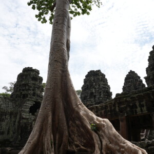 A silk cotton tree rooted across the stone towers of a temple