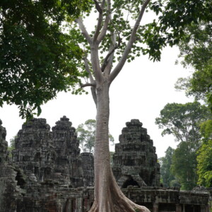 A tall pale tree rising over the stone towers of Banteay Kdei