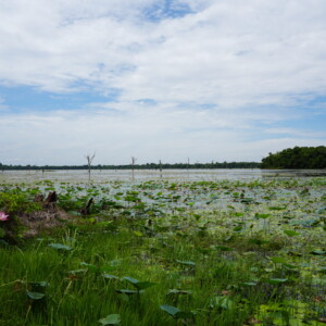 A wide lake covered in lotus pads under a clouded sky