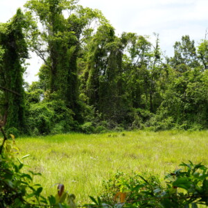 Dense green growth and vines at the height of the monsoon