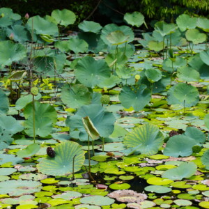 Overlapping green lotus pads filling the surface of a pond