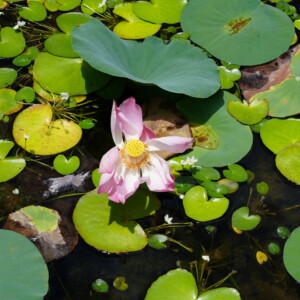 A single pink lotus flower open among green pads and dark water