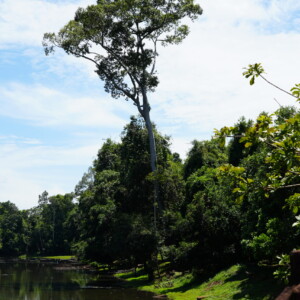 A still temple moat reflecting tall trees and red earth banks