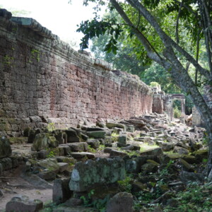 A long laterite enclosure wall with a tree breaking through