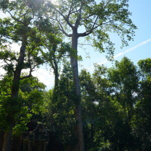 Enormous forest trees towering over visitors at a temple causeway