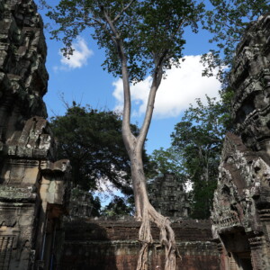 A pale tree growing directly out of a temple tower against blue sky
