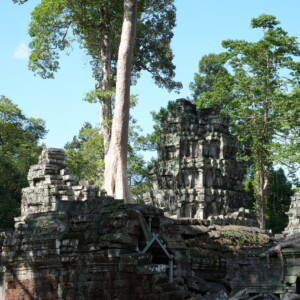 Forest trees closing over the broken towers of a temple