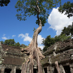 A silk cotton tree spreading above temple stonework and blue sky
