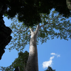 Looking up through a temple doorway at a tree and blue sky