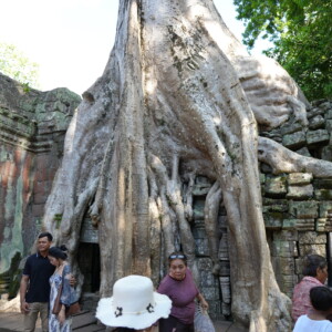 Visitors beneath the famous buttress roots draped over Ta Prohm
