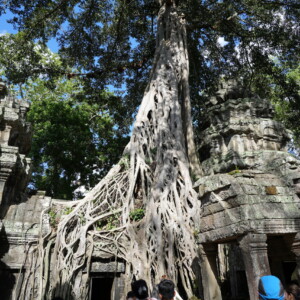 Pale strangler fig roots cascading over the stone gallery of Ta Prohm