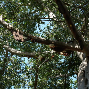 Heavy limbs and green leaves spread against a bright sky