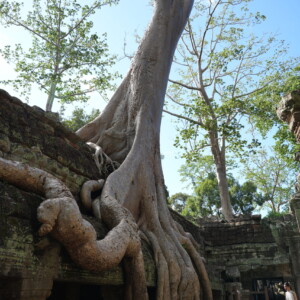 A strangler fig gripping a temple tower with pale muscular roots