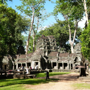 Tall trees rising from the galleries of a jungle temple