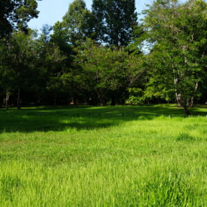 Bright green grass and scattered trees after monsoon rain