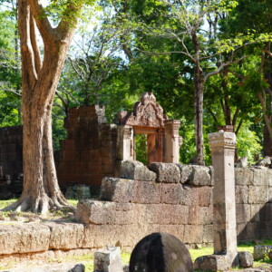 A tall tree rising among the pink sandstone ruins of Banteay Srei