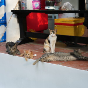 A group of cats gathered under a table in a shopfront